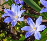 Modravka ziarivá (Chionodoxa lucilie Boiss.)