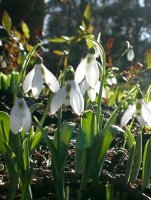 Snezienka elwesova (Galanthus elwesii Hook.f)
